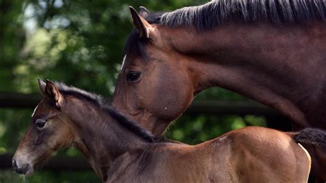 horse mating|“Horse Mating & Breeding Process: A Complete Guide” 